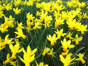 Narcissus 'Itzim'_0001.JPG